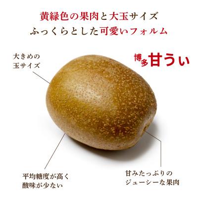 ふるさと納税 北九州市 福岡県産 博多甘うぃ 約1.4kg (大玉9玉入り)【2026年10下旬より発送】 |  | 01