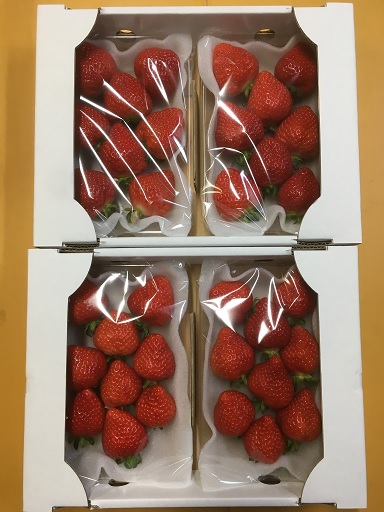 福岡県産　あまおう　4パックセット【ナチュレッシュ・ファーム】_HA1335