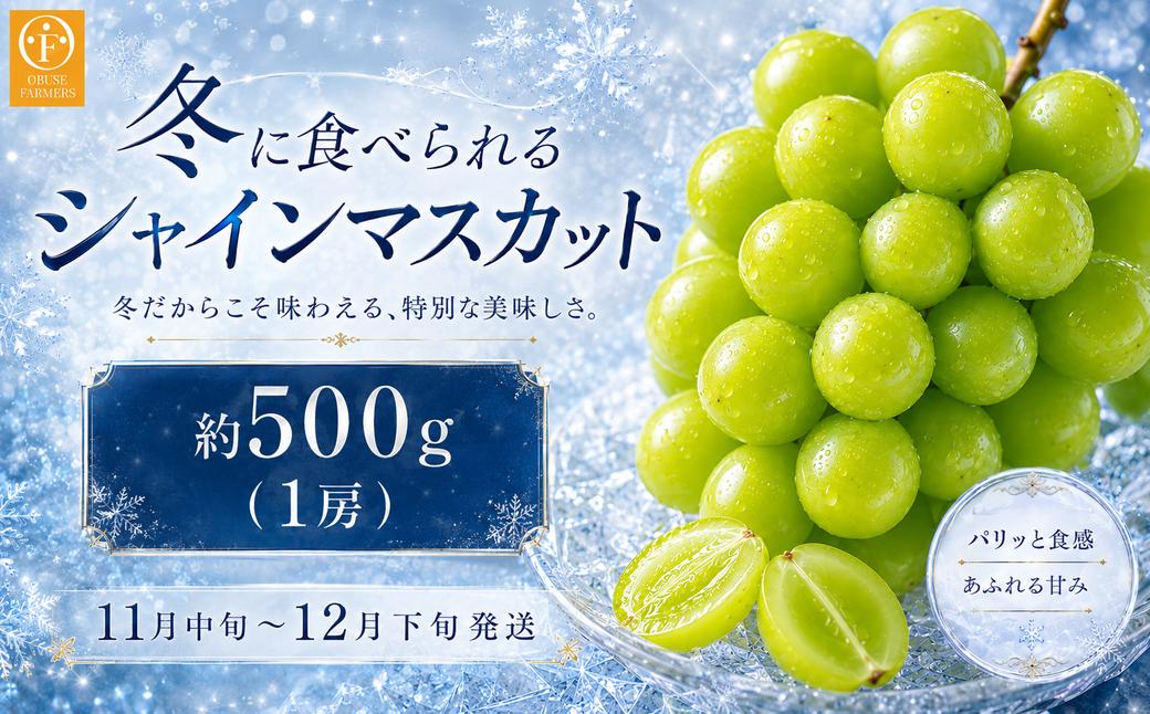 
                  【年内配送】冬に食べるシャインマスカット 1房詰め  約500g ［ おぶせファーマーズ ］ぶどう フルーツ 果物 くだもの 長野県 産地直送 送料無料 令和8年産 【2026年11月中旬～12月下旬配送】 [F-549]
                