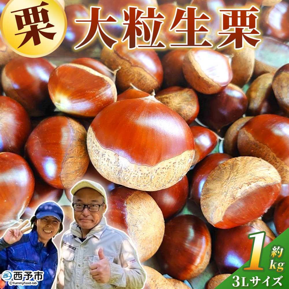 ＜大粒生栗 3Lサイズ（約1kg）＞大玉 甘い 栗 マロン くり 和栗 栗ごはん モンブラン 栗きんとん 栗まんじゅう 甘露煮 スイーツ ケーキ 洋菓子 和菓子 お菓子 秋 味覚 産地直送 城川ファクトリー 愛媛県 西予市【冷蔵】『9月中旬〜10月上旬に順次発送予定』