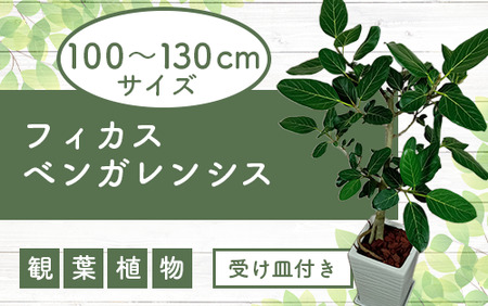 2025年3月中旬～発送【観葉植物】フィカス・ベンガレンシス100cm～130cmホワイト陶器鉢(T&P/035-1461)南国鹿児島県で育った 観葉植物！植物 鉢付 インテリア 室内 オフィス おしゃれ プレゼント ギフト 開店祝い 移転祝い マイナスイオン【配送不可地域：北海道・沖縄県・離島】