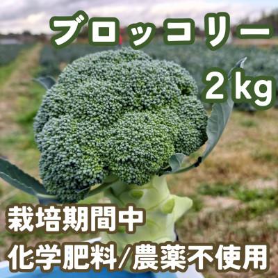 ふるさと納税 武豊町 こだわりブロッコリー　栽培期間中化学肥料/農薬不使用　2kg以上(5-8本)　