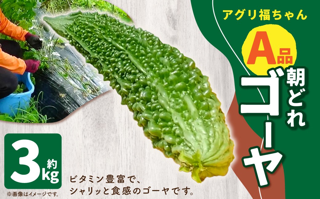 
            【鹿児島県産】【A品】 ゴーヤ 3kg ゴーヤー 朝どれ 夏野菜 【2025年7月上旬から9月下旬発送予定】 ZS-787
          