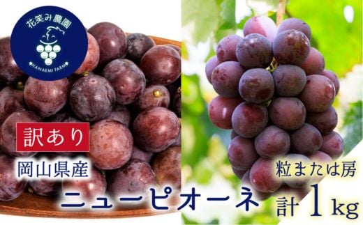 岡山　花笑み農園の 『訳ありニューピオーネ』1kg　WP-1_訳あり ニューピオーネ ぶどう 1kg 家庭用 フルーツ 送料無料 岡山県 津山市【1628312】