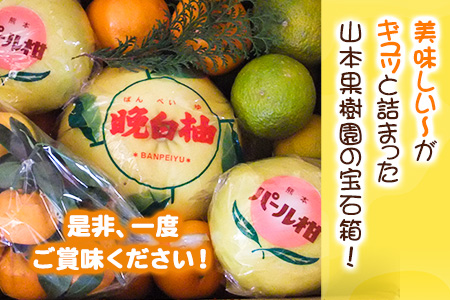 柑橘詰め合わせセット(5種類・10kg以上) 山本果樹園《12月上旬-1月末頃出荷》果物 フルーツ みかん---sh_ymmtbox_ad121_24_16000_10kg---