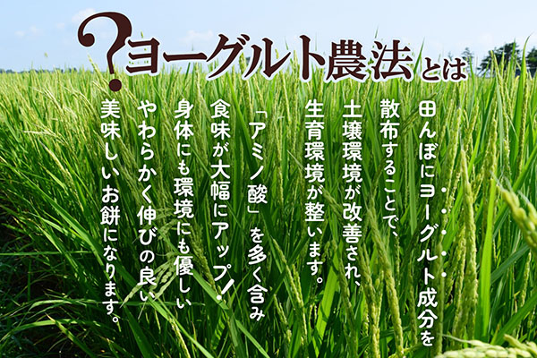【R9.1月発送】庄内町産 紅白もち 270g×3袋『特別栽培米 でわのもち』使用 先行受付 柔らかく よく伸びる 梅木もち屋 個包装 小さめ ヨーグルト農法 杵つき 丸もち 丸餅 餅 もち 紅白 お祝い【入金期限：2026年12月20日】
