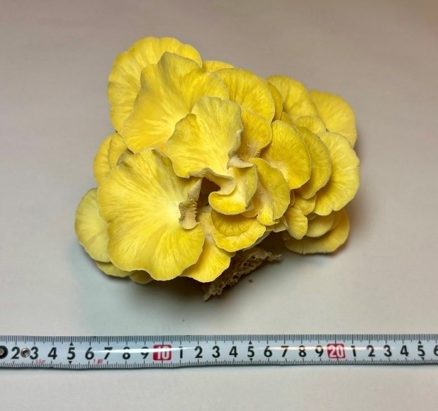 
            川西町産「たもぎ茸」　たもぎ茸150グラム
          