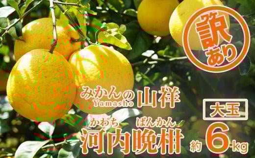 
            訳あり みかんの山祥が贈る 樹齢25年以上の 河内晩柑 大玉6kg（ 2Lサイズ 以上 ） わけあり みかん 蜜柑 mikan 柑橘 愛南ゴールド ゼリー ジュース みかんの山祥 愛南町 愛媛県
          