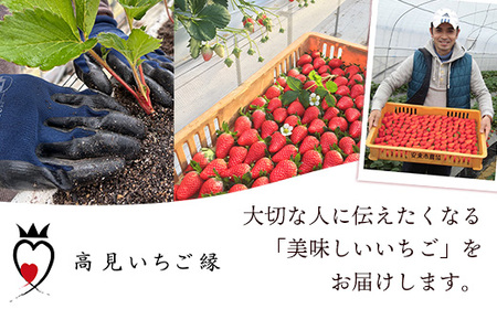 冷凍いちご （ヘタカット済み 500gの小分け袋 x 2個入り）【果物 フルーツ 紅ほっぺ あきひめ】