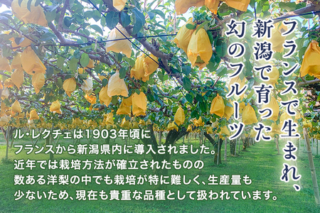 【2025年先行予約】新潟特産 幻の洋梨ル・レクチェ 家庭用 4kg（9～11玉）《11月下旬以降順次発送》 青柳果樹園