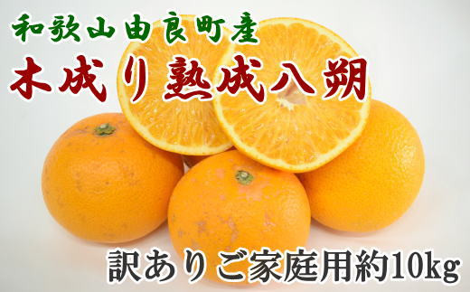 
            【先行予約】【産直】和歌山由良町産の木成り熟成八朔訳ありご家庭用約10kg（サイズ混合）※2026年3月中旬～2026年4月中旬ごろ順次発送【tec916B】
          