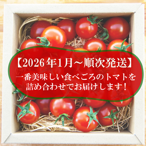 ミニトマト 約1kg 赤い トマト ミニ トマト トマト 予約受付