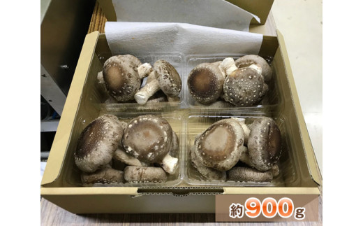 
No.135 行田産こだわり生椎茸　約900g ／ きのこ しいたけ シイタケ 埼玉県
