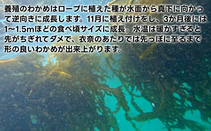 紀州衣奈産乾燥わかめ 150g×8パック（2025年産）【sml903】