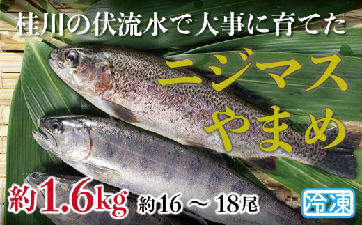 山梨県産　桂川の冷凍やまめ・ニジマスセット　計:約1.6kg(約16～18尾)