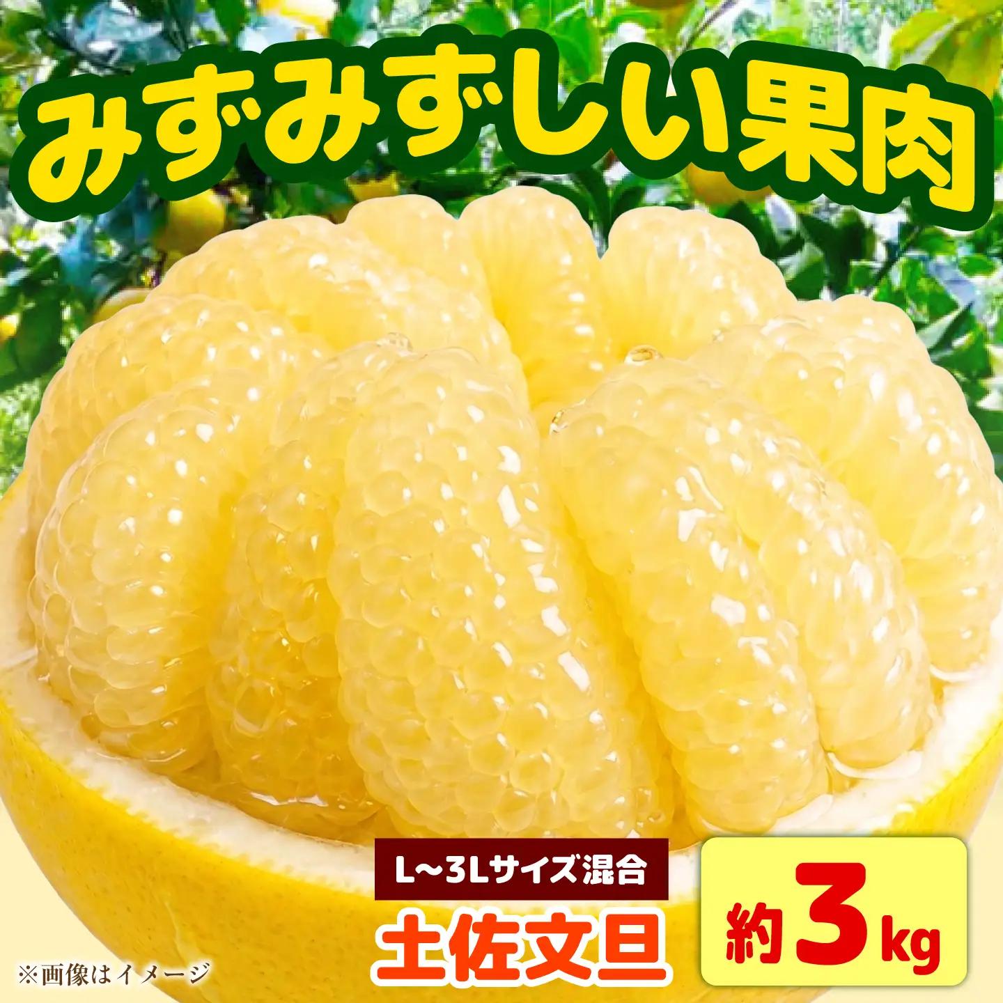 【先行予約】土佐文旦 家庭用 約3kg（L-3Lサイズ混合：5-8玉入り） 文旦 ぶんたん ブンタン 柑橘 フルーツ デザート 果物 ご当地 人気 名産＜2027年1月下旬から順次発送＞【玉木農園】 [BQAJ009]