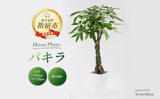 【観葉植物】パキラ110cm～130cm(Green Base/025-343)南国鹿児島県で育った 観葉植物！植物 鉢付 インテリア 室内 オフィス おしゃれ プレゼント ギフト 開店祝い 移転祝い マイナスイオン
