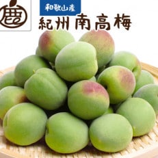 ＜6月発送＞厳選 紀州南高梅(青梅)5kg+150g(傷み補償分)【梅干し・梅酒・梅ジュース】