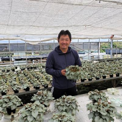 ふるさと納税 北茨城市 【長谷川園芸】の 北茨城産 シクラメン ピアス 6寸 ※11月〜12月出荷 |  | 02