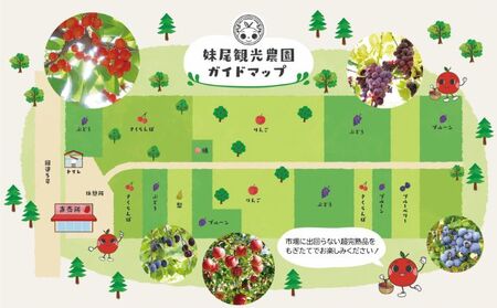 妹尾観光農園 フルーツ狩りチケット4000円 割引 チケット クーポン 利用券 フルーツ 旅行 体験 農園 北海道 仁木町 [フルーツショップ妹尾観光農園]