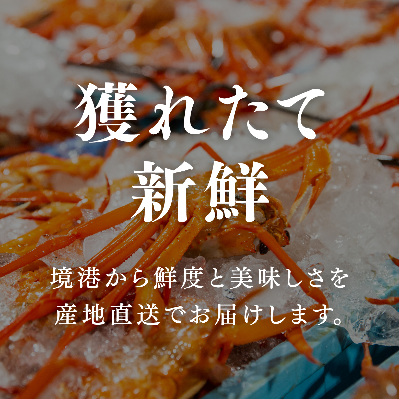【北海道・沖縄・離島配送不可】蟹屋の釜茹で紅ずわい蟹(大) 500～600g×1枚 ベニズワイガニ 紅ずわいがに カニ かに 境港 マルツ ボイルズワイガニ 鳥取県日南町 