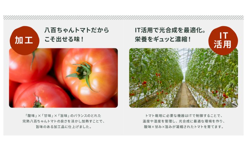 【国産トマト果肉90%使用！】トマト農家の本格パスタソース トマト味 340g 3本セット｜国産 姫路市産 完熟八百ちゃんトマト 万能調味料