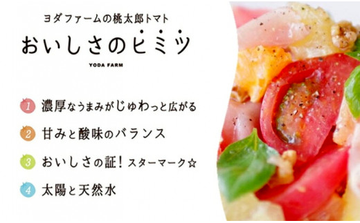 【中央市共通返礼品】 春作 トマト 桃太郎 約2kg とまと 野菜 やさい 2キロ 季節限定 期間限定 産地直送 山梨県産 【2026年4月上旬-6月下旬発送予定】[5839-2128]