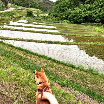 ふるさと納税 赤磐市 令和7年産 自然栽培 朝日 玄米2kg 農薬 化学肥料不使用[NO5765-1424] |  | 02