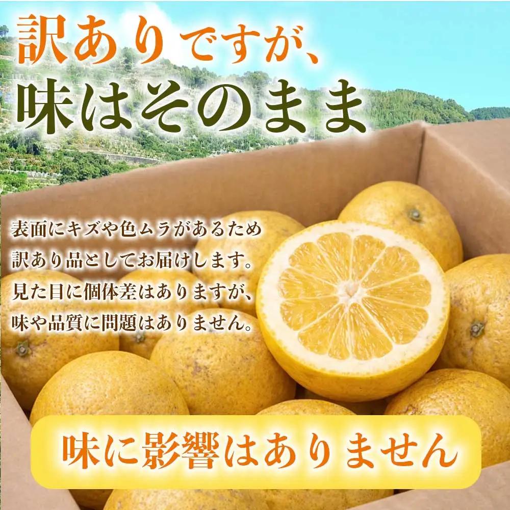 先行予約 訳あり 河内晩柑 ジューシーオレンジ みかん 約4kg 【2027年3月上旬～4月中旬発送予定】