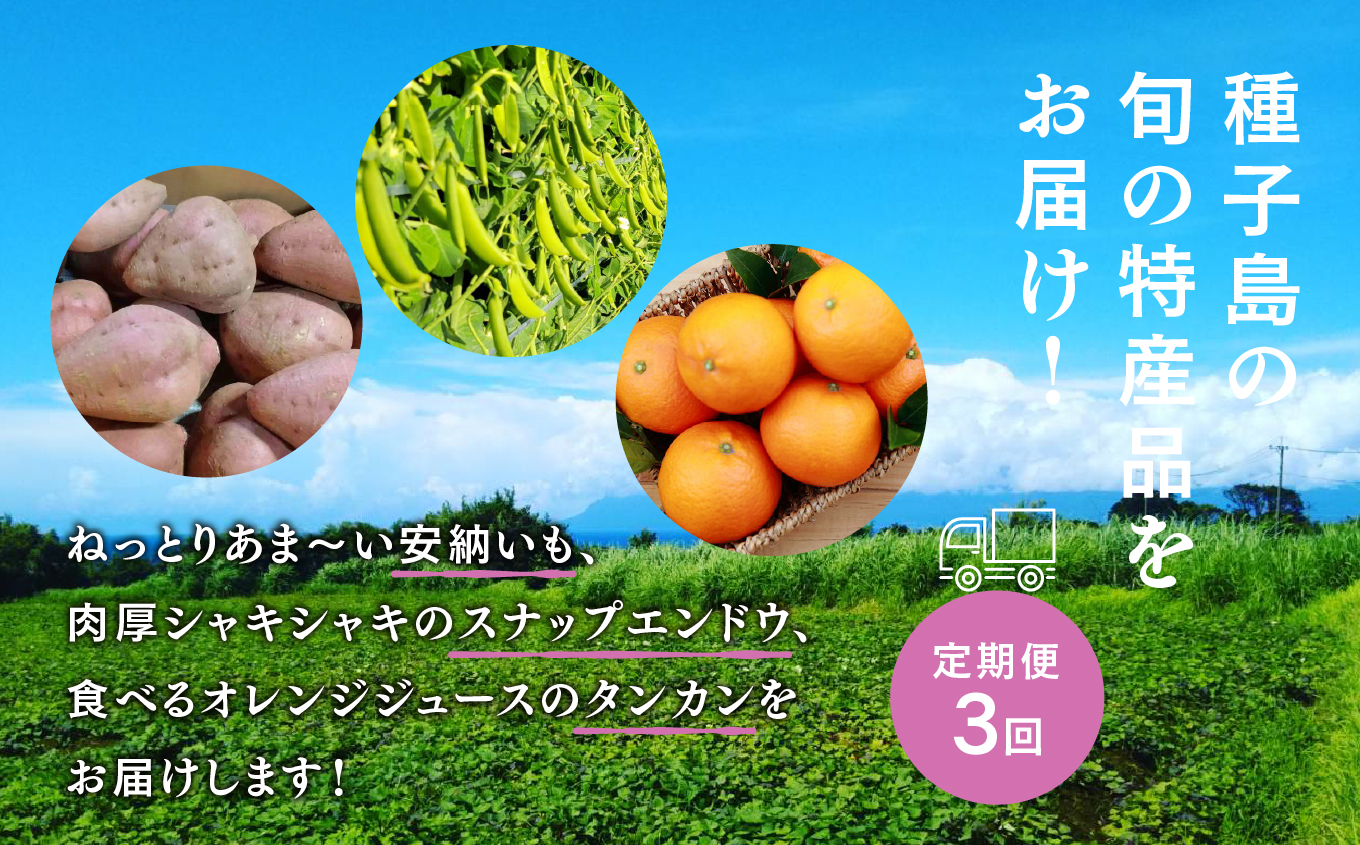 【先行予約】【定期便】 種子島 旬鮮セット 全3回 安納芋 スナップエンドウ タンカン 人気 種子島産 返礼品 南種子町 鹿児島 かごしま 【のっちーよ種子島】