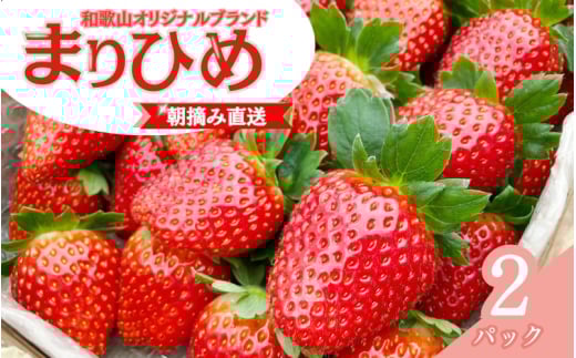 【先行予約】特大まりひめ いちご 朝摘 6個～11個入り×2パック  2026年1月中旬～3月末頃に順次発送予定（お届け日指定不可）/ いちご 苺 まりひめ 和歌山 フルーツ  果物 くだもの【kiy003A】