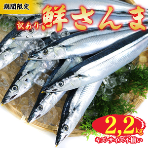 【期間限定】 訳あり 鮮さんま 約2.2kg 冷蔵 サンマ 秋刀魚 旬 海鮮 魚貝類 魚介類 産地直送 新鮮さんま 魚 焼き魚 三陸さんま 岩手 さんま 大船渡市