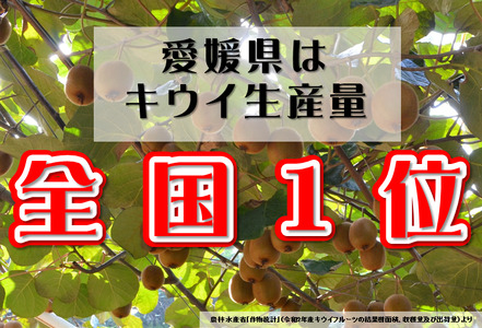 今治産　キウイフルーツ　L～M　30～33個 　国産　JAおちいまばり厳選[LB02570]