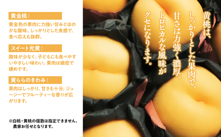 【レビューキャンペーン】【2026年産 先行予約】平川市産桃 品種お任せ 詰め合わせ 約４㎏(12-16玉)[hi-0064-006]