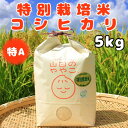 【ふるさと納税】令和6年産『山田のややこ』特別栽培米コシヒカリ(精米)5kg【配送不可地域：離島・沖縄県】【1439702】