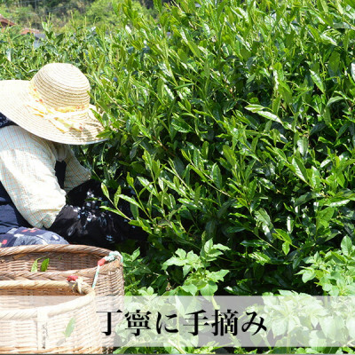 星野村の八女茶 高級煎茶　桃山 80g(宇美町)