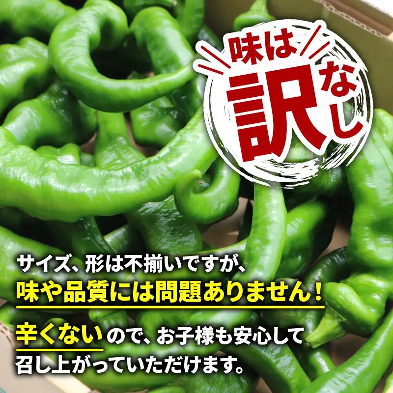 【5月中旬～11月下旬発送】 訳あり 万願寺とうがらし 1.8kg (900g×2箱) 
