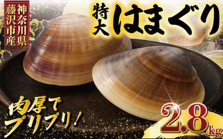 はまぐり LLサイズ 2.8kg 貝【 湘南はまぐり 蛤 】