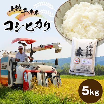 ふるさと納税 君津市 千葉・上総千年米コシヒカリ　5kg