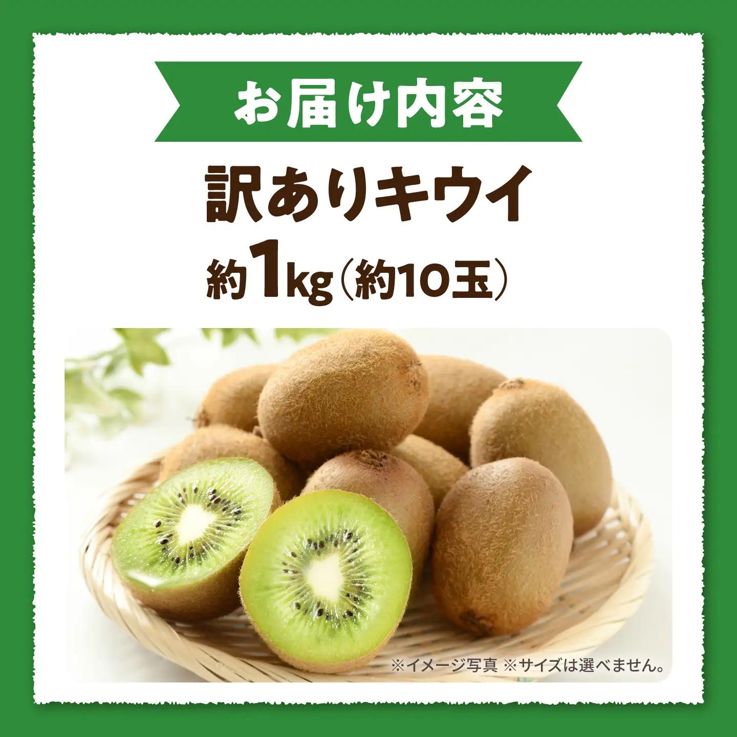 キウイ 訳あり キウイフルーツ ヘイワード サイズ不揃い 約1kg 10個前後 / フルーツ 果物 キウイフルーツ キウイ キューイ キゥイ キュウイ 甘い 先行予約 1kg 愛媛 / 愛媛県砥部町/