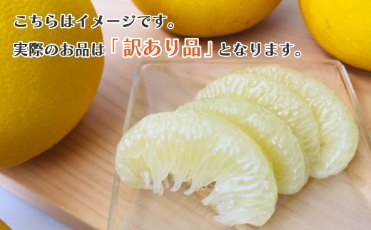 【 訳あり 早期受付 期間限定 数量限定 】 土佐文旦 10kg 家庭用 人気 フルーツ 果物 文旦 ぶんたん ブンタン 限定品 土佐 高知県 高知 四万十市 四万十 しまんと お取り寄せ 【配送時期