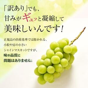 【2024年発送】訳ありシャインマスカット3房1.3kg以上　ご自分へのご褒美　JA中野市から産直【配送不可地域：離島・北海道・沖縄県】【1422800】