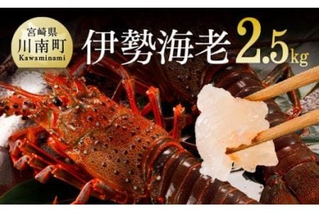 伊勢海老2.5kg（5～9尾） 【 魚介類 えび 伊勢えび イセエビ 伊勢海老 】