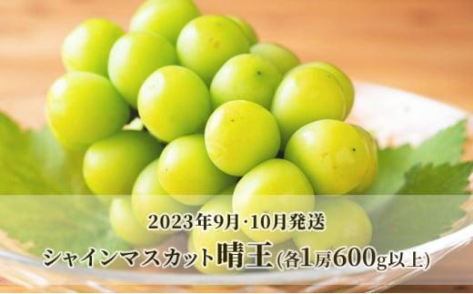 ぶどう 2024年 先行予約 晴れの国 岡山の シャイン マスカット 晴王 定期便 2回（各1房600g以上） 葡萄 岡山県産 国産 フルーツ 果物 ギフト [No.5220-1363]