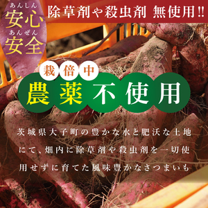 【先行予約】【10月中旬より順次発送予定】熟成さつまいも シルクスイート5kg｜茨城県 大子町 サツマイモ 芋 甘い ホクホク 野菜 数量限定 5キロ 旬（CH003）