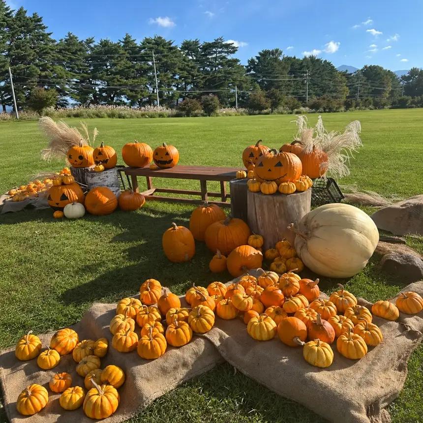 【訳あり】 ハロウィンカボチャ ミニ 5個セット | 八ヶ岳農業大学校