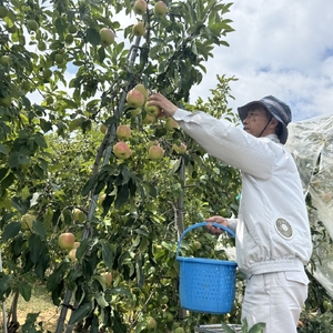 【2026年先行予約】りんご ぐんま名月2kg |りんご ぐんま名月
