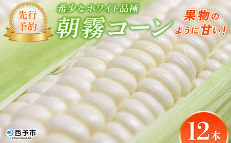 【先行予約】＜朝霧（あさぎり）コーン 12本＞ 国産 雪の妖精 ホワイトコーン 白い 白 とうもろこし 幻のとうもろこし 生で食べられる 甘い 糖度が高い 朝霧コーン 野菜 株式会社ノムランド 愛媛県 西予市【冷蔵】『2025年8月中旬～10月迄に順次出荷予定』NNM0002