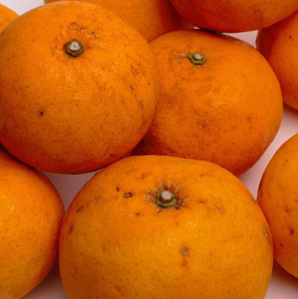 ［先行予約］家庭用 甘夏柑5kg+250g（傷み補償分）［初夏のみかん・旬の果物］［有田産］［光センサー食べ頃出荷］［わけあり・訳あり］［IKE75］