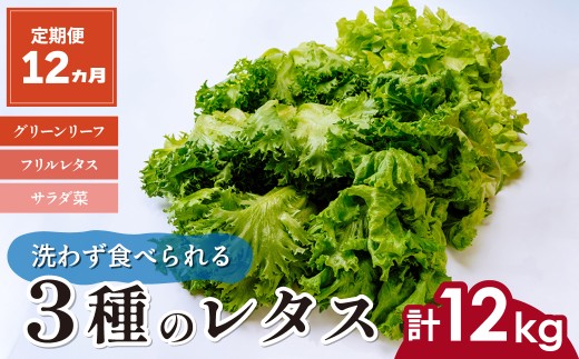 【定期便12ヵ月】 ＜洗わず食べられる・室内水耕栽培＞ 3種のレタス 1回1kg(500g×2袋)×12ヵ月 | レタス 野菜 大容量 新鮮レタス オーガニック野菜 無農薬 野菜直送 フレッシュ サラダ サラダ用野菜 健康志向 こだわり フレッシュ 産地直送 食品ギフト セット 緑黄色野菜 新鮮 安心野菜 旬 低カロリー レタスボウル カロテン 定期便 スマイル農場 埼玉県 東松山市